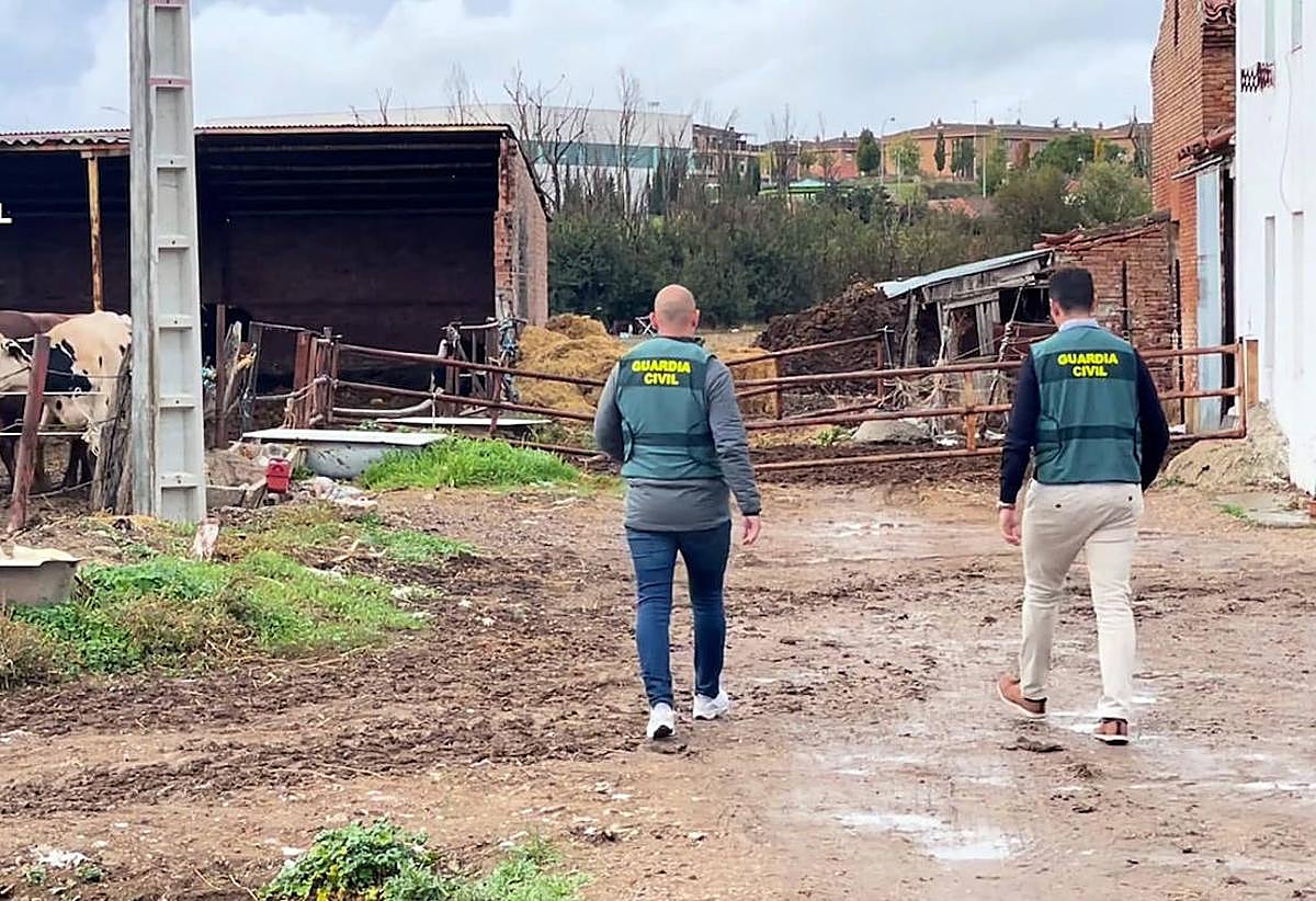 Imagen principal - Despliegue de agentes en explotaciones ganaderas investigadas.