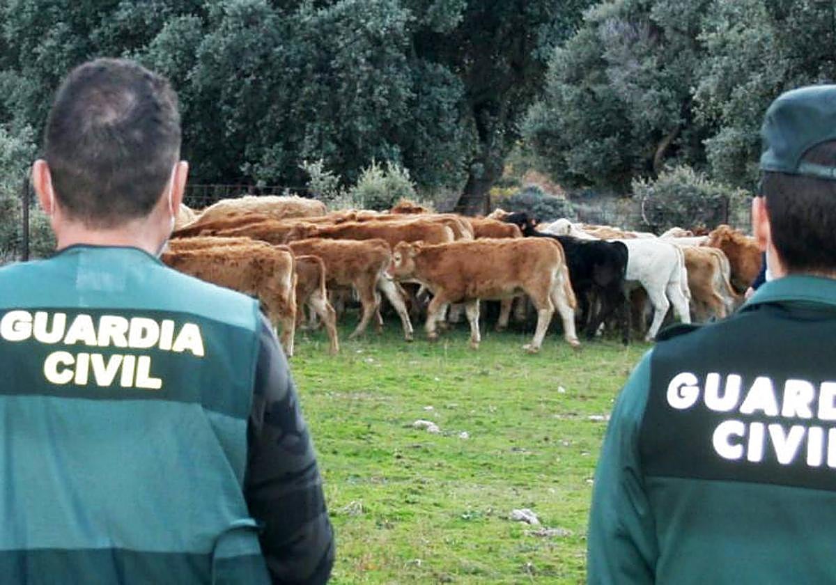 Investigados ganaderos de Salamanca en una trama de cobro fraudulento de la PAC