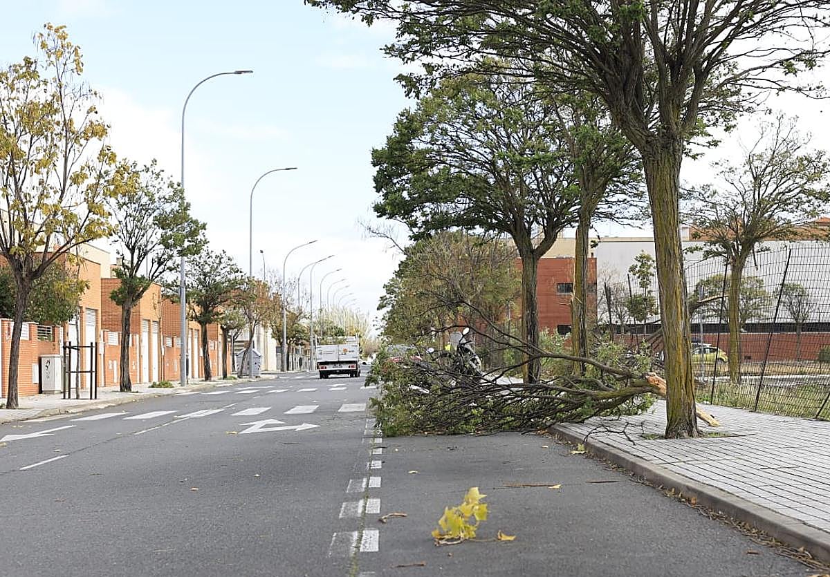 Árbol caído en un barrio de Salamanca