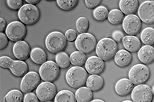 Levadura Saccharomyces cerevisiae.