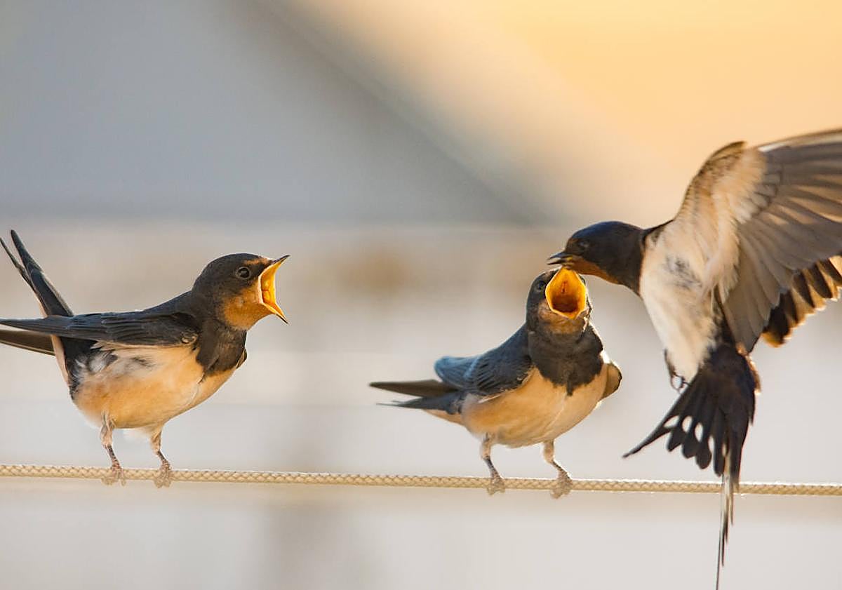 Imagen principal - La Oficina Verde de la Universidad de Salamanca falla el concurso de fotografía &#039;Crisol de caminos&#039;