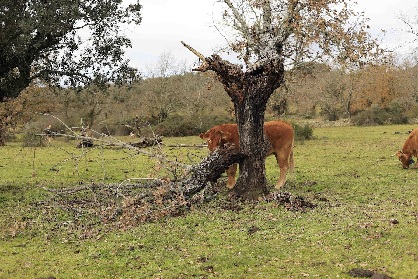 Ganadería regenerativa en Salamanca
