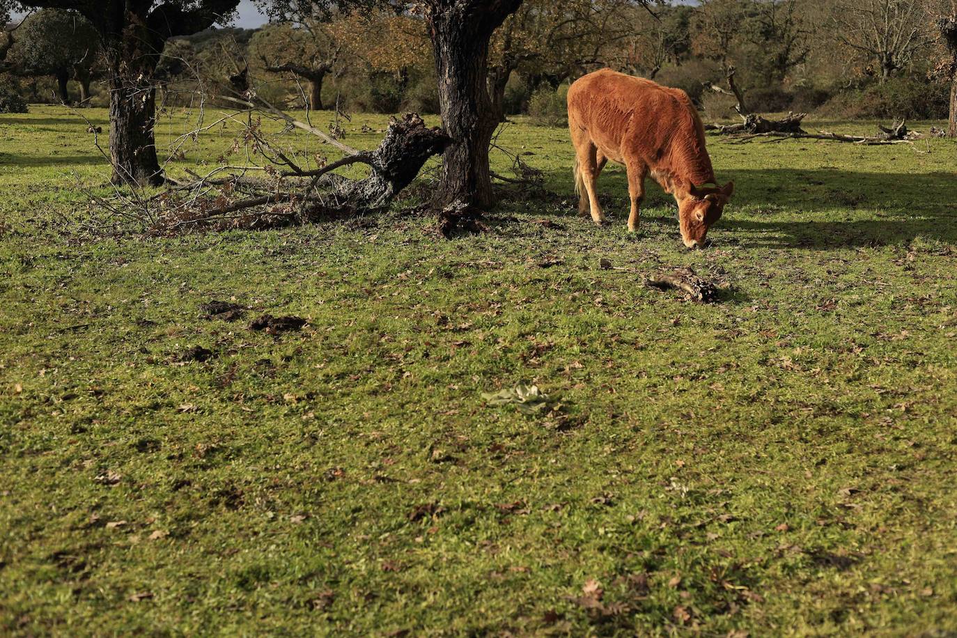 Ganadería regenerativa en Salamanca