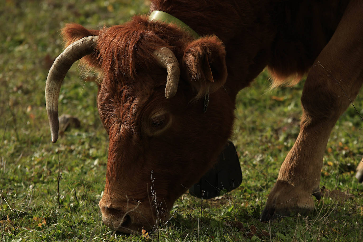 Ganadería regenerativa en Salamanca