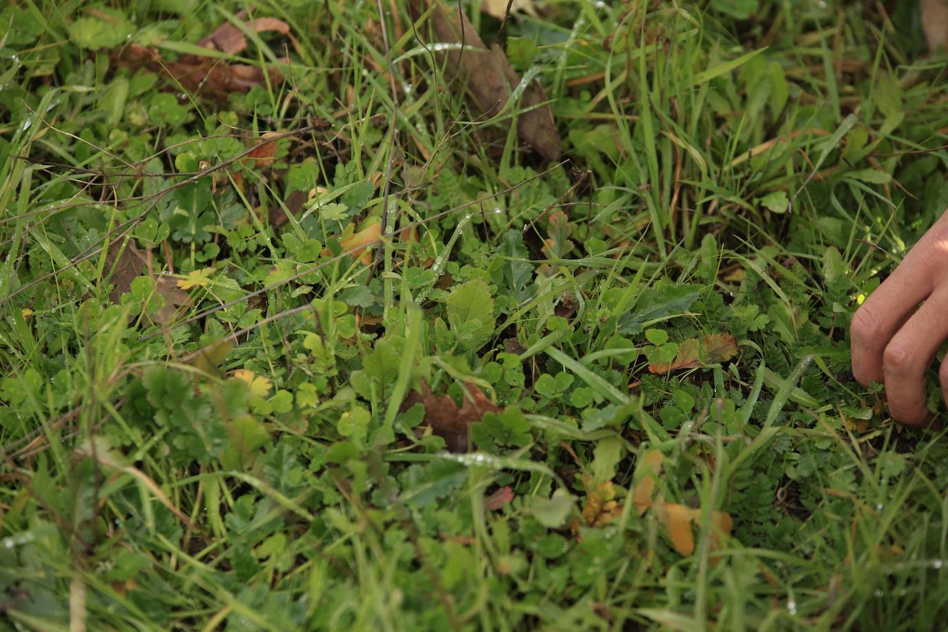 Ganadería regenerativa en Salamanca