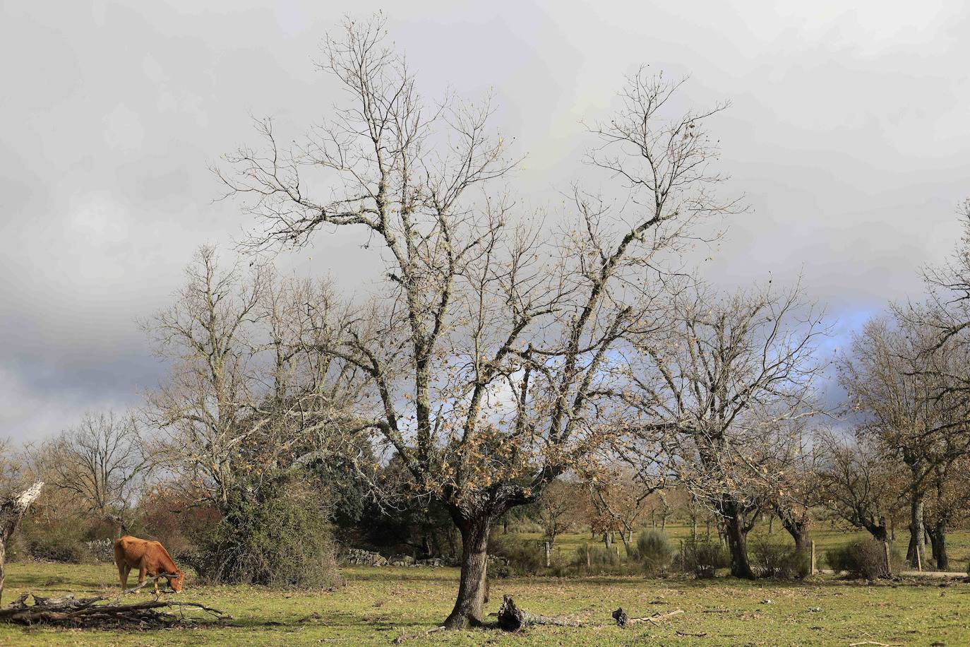 Ganadería regenerativa en Salamanca