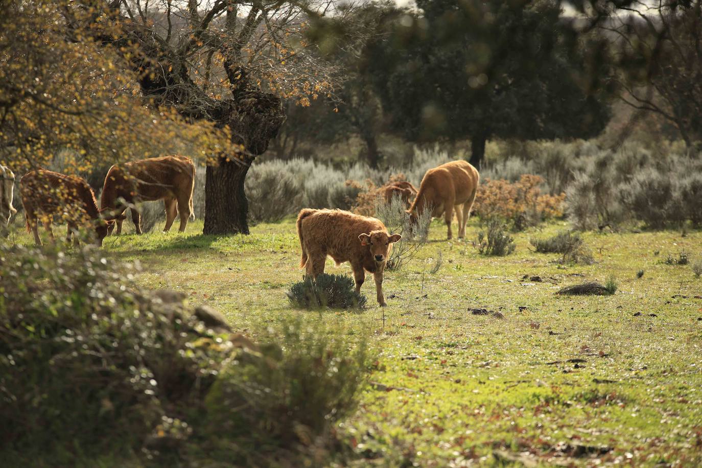 Ganadería regenerativa en Salamanca