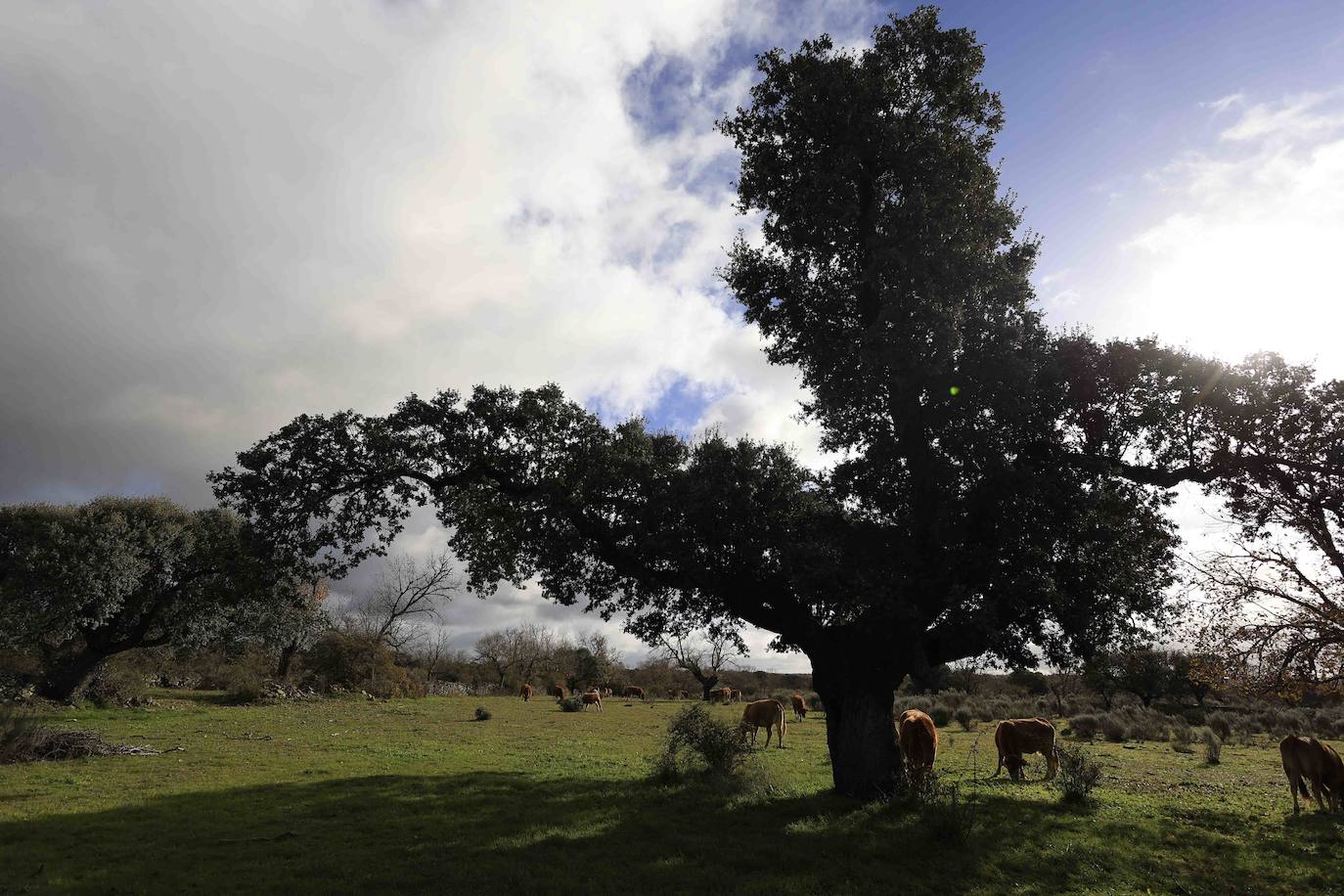 Ganadería regenerativa en Salamanca