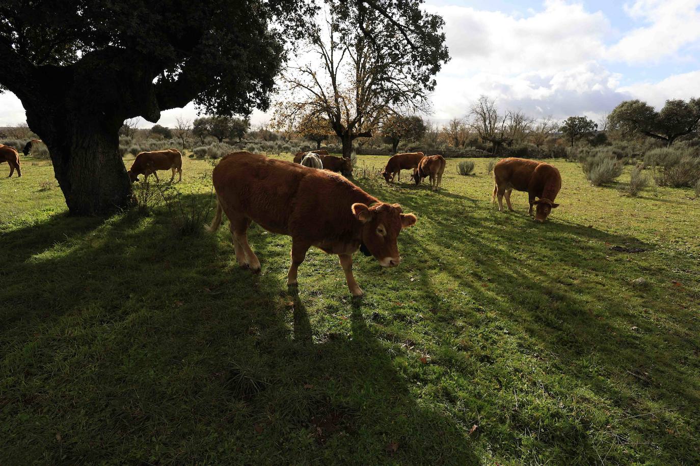 Ganadería regenerativa en Salamanca