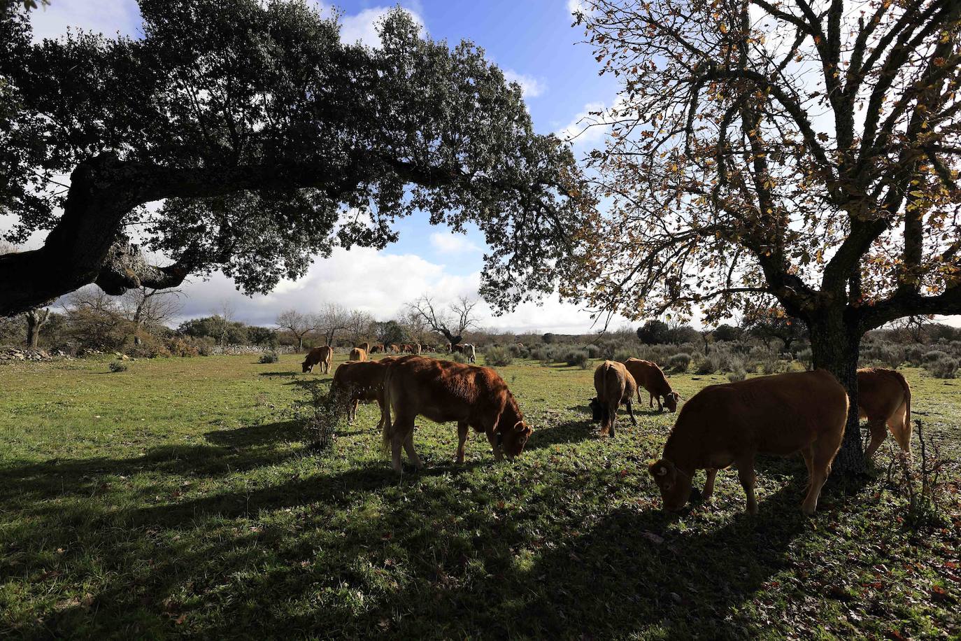 Ganadería regenerativa en Salamanca
