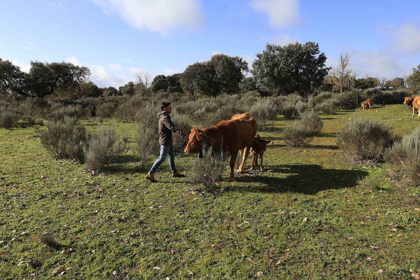 Ganadería regenerativa en Salamanca
