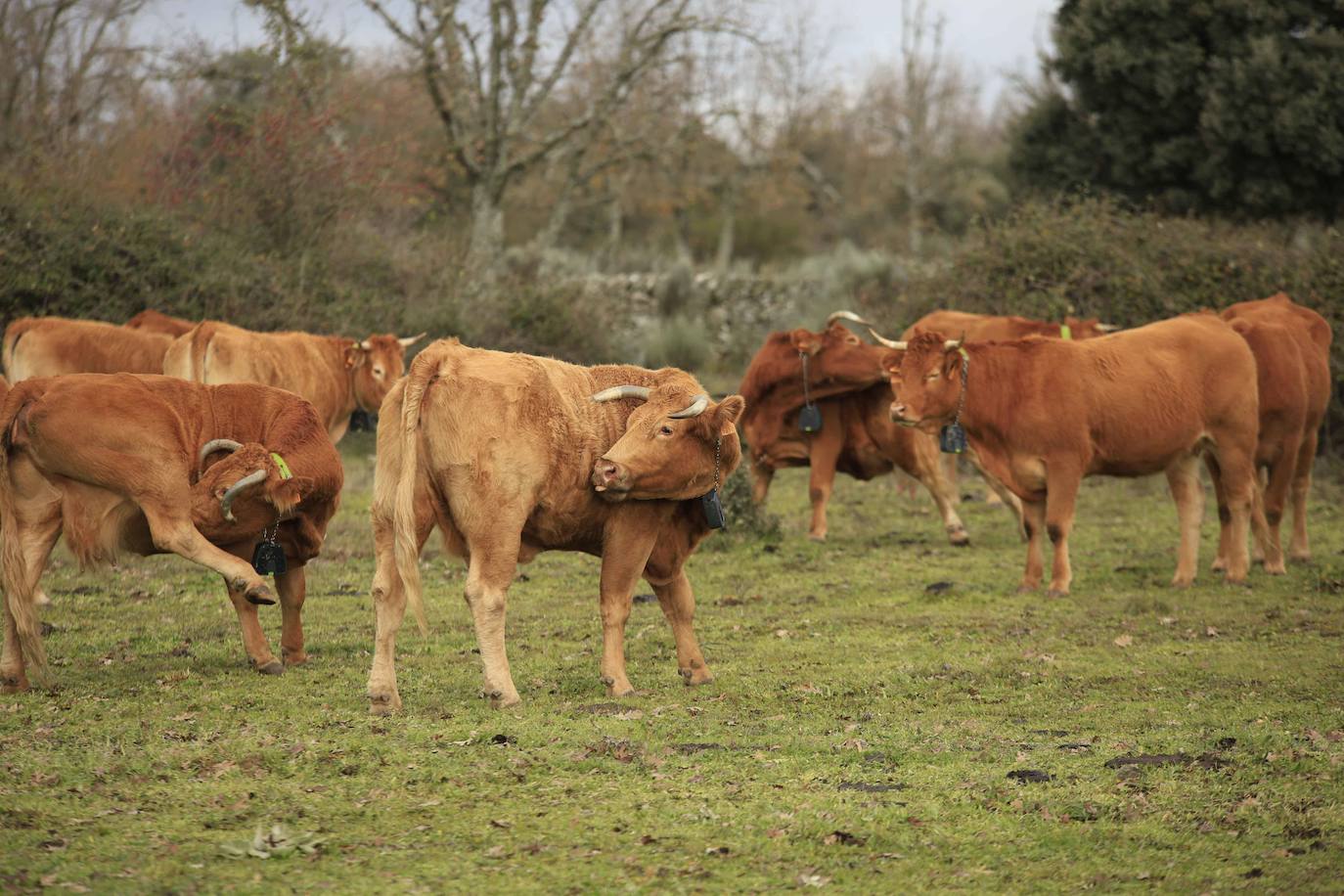 Ganadería regenerativa en Salamanca