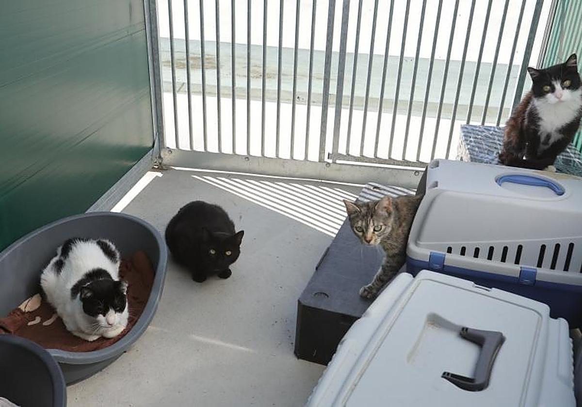 Variso gatos del refugio municipal de animales.