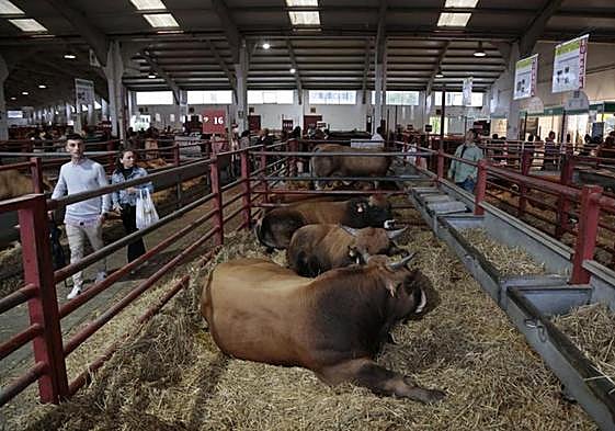 Feria ganadera de Salamanca.