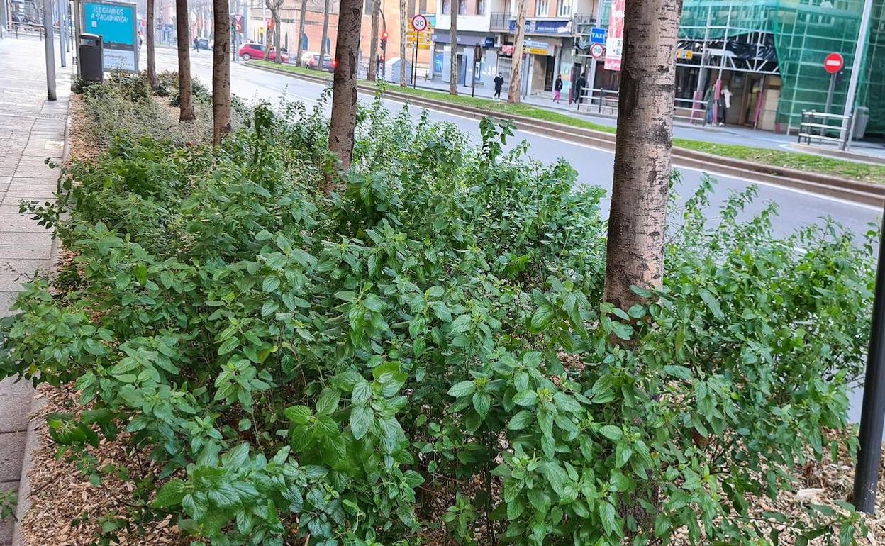 Jardines de la Avenida de Portugal. 