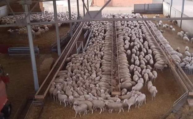 UCCL denuncia que Castilla y León es la región que más ganaderos de ovino perdió en 2022