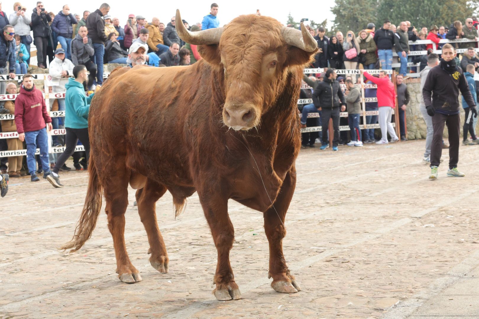 Fotos: Encierro rápido y limpio en Ciudad Rodrigo
