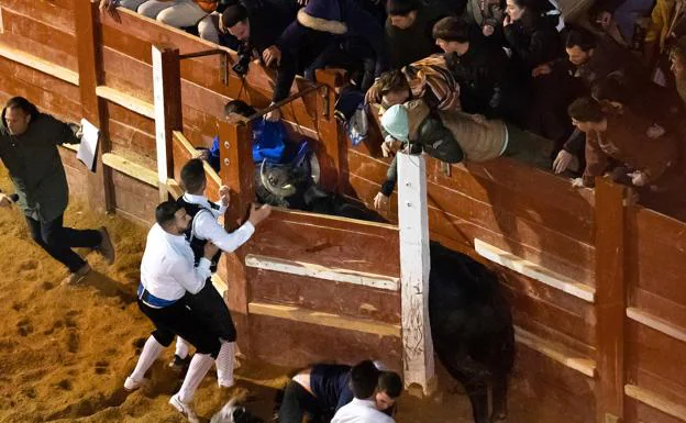 Imagen principal - Dos heridos tras colarse el toro en un burladero durante la capea nocturna de Ciudad Rodrigo