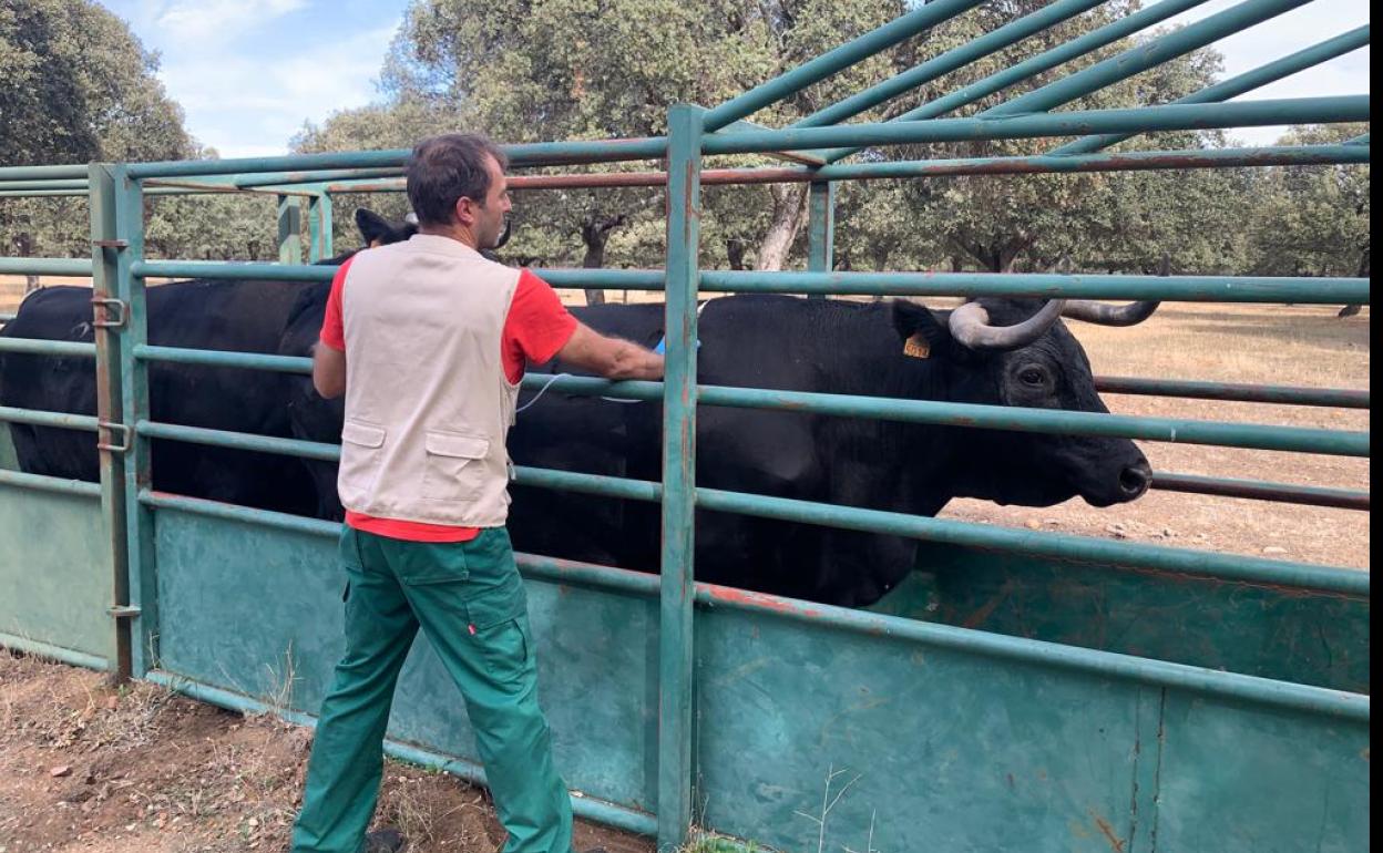 Un veterinario vacuna a una vaca a una explotación de Salamanca. 