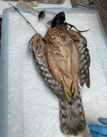 Imagen secundaria 2 - Salamanca, tercera provincia con más muertes de aves por envenenamiento en el último registro