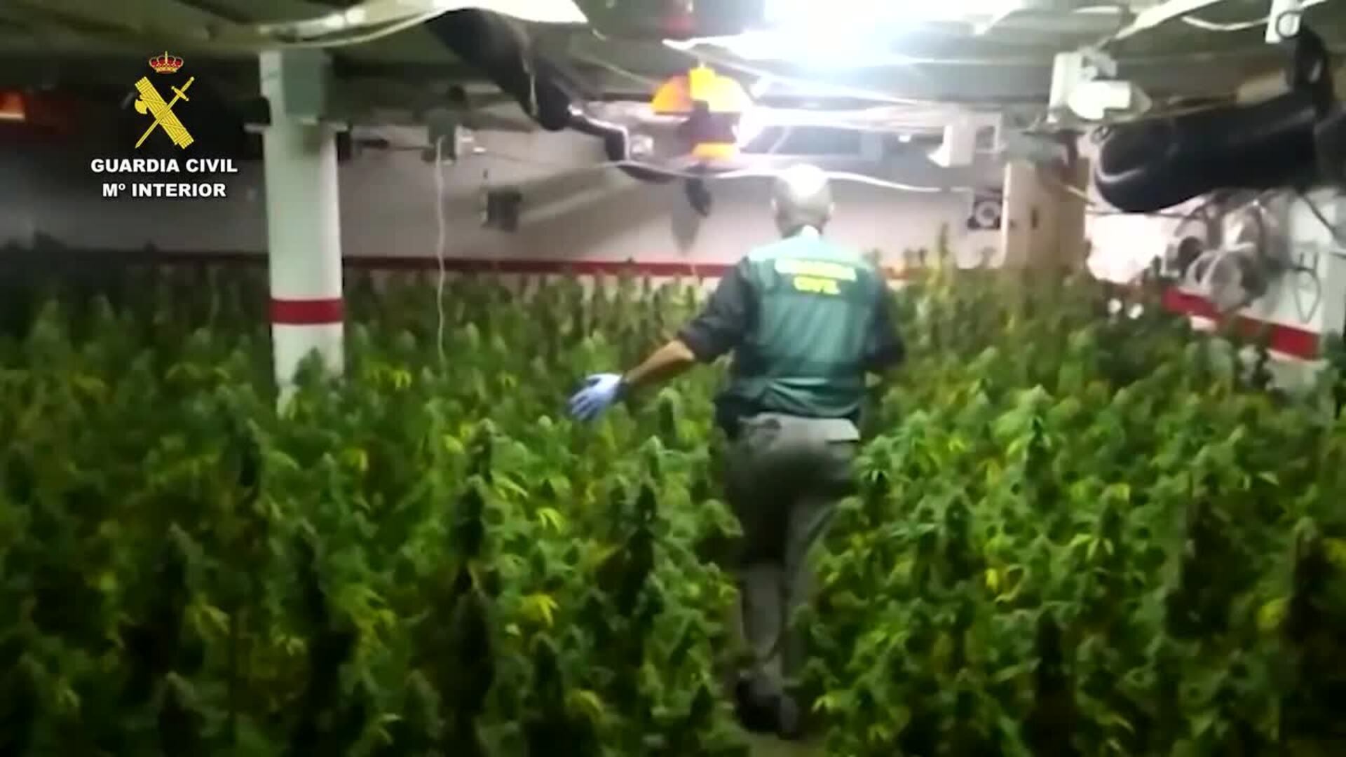 Detenida una pareja en Cartagena por tener un invernadero de marihuana en su domicilio