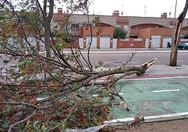 Un árbol caído por viento en Salamanca.