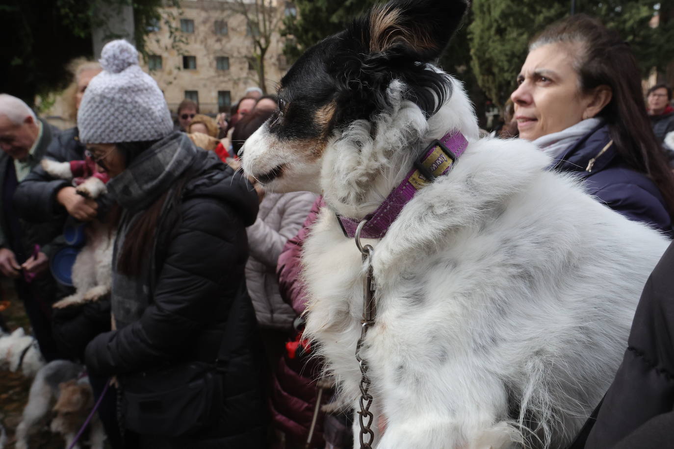 Las mascotas de Salamanca reciben la bendición de San Antón