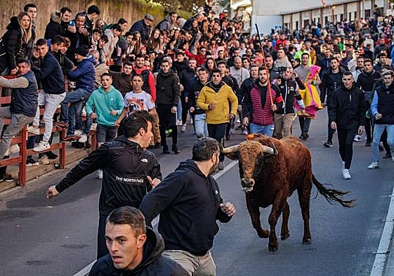 Celebración del Toro de San Sebastián en Ciudad Rodrigo.