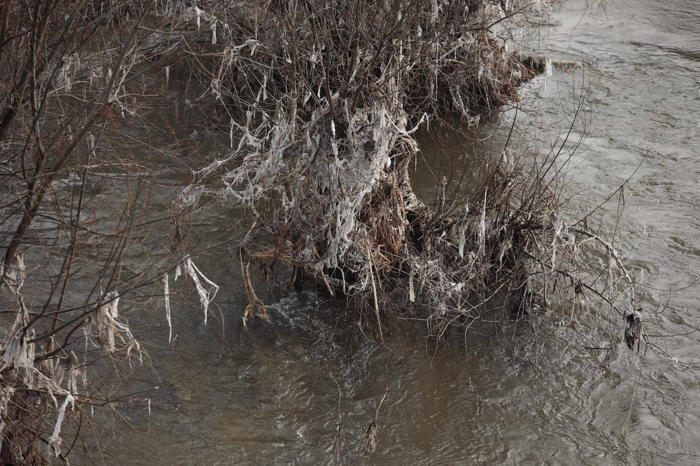 La basura emerge del Tormes después de la borrasca