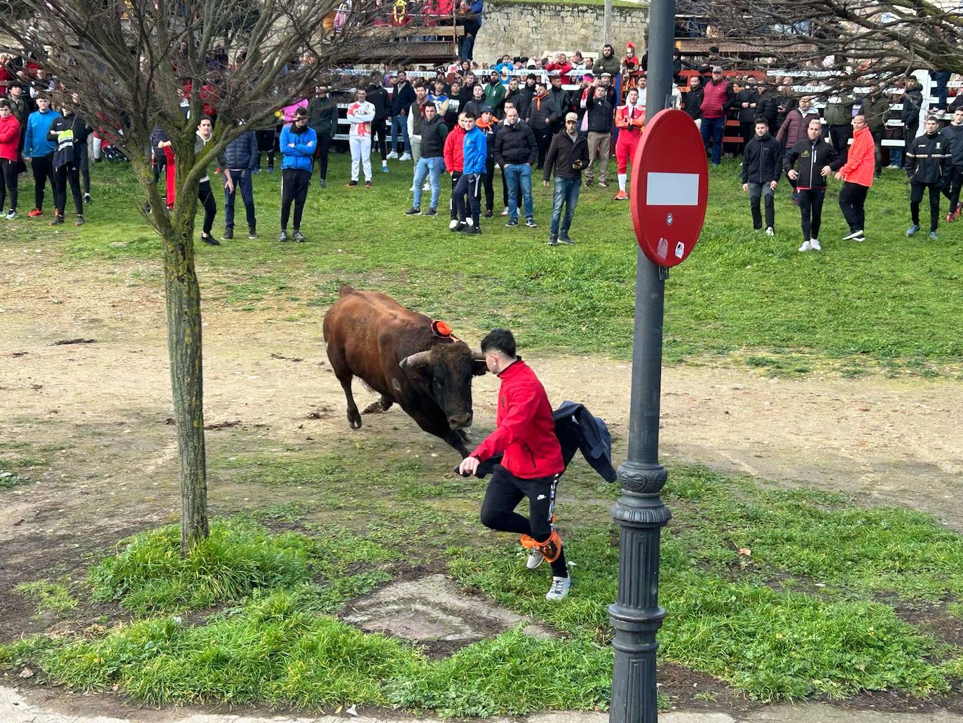 El Toro del Antruejo en imágenes