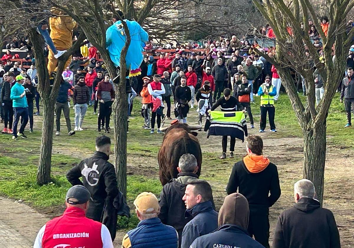 El Toro del Antruejo en imágenes