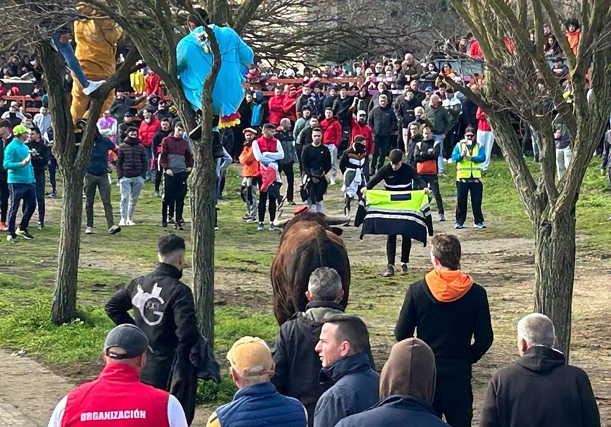 El Toro del Antruejo en imágenes