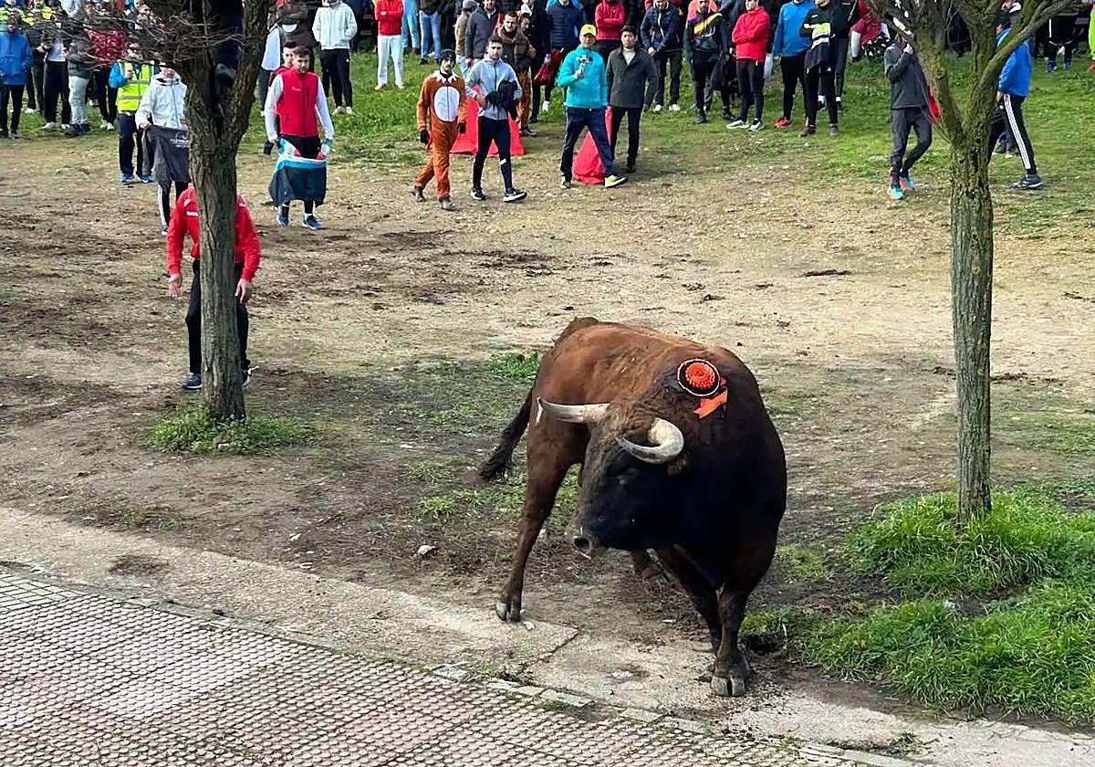 El Toro del Antruejo desata la pasión taurina del Carnaval mirobrigense