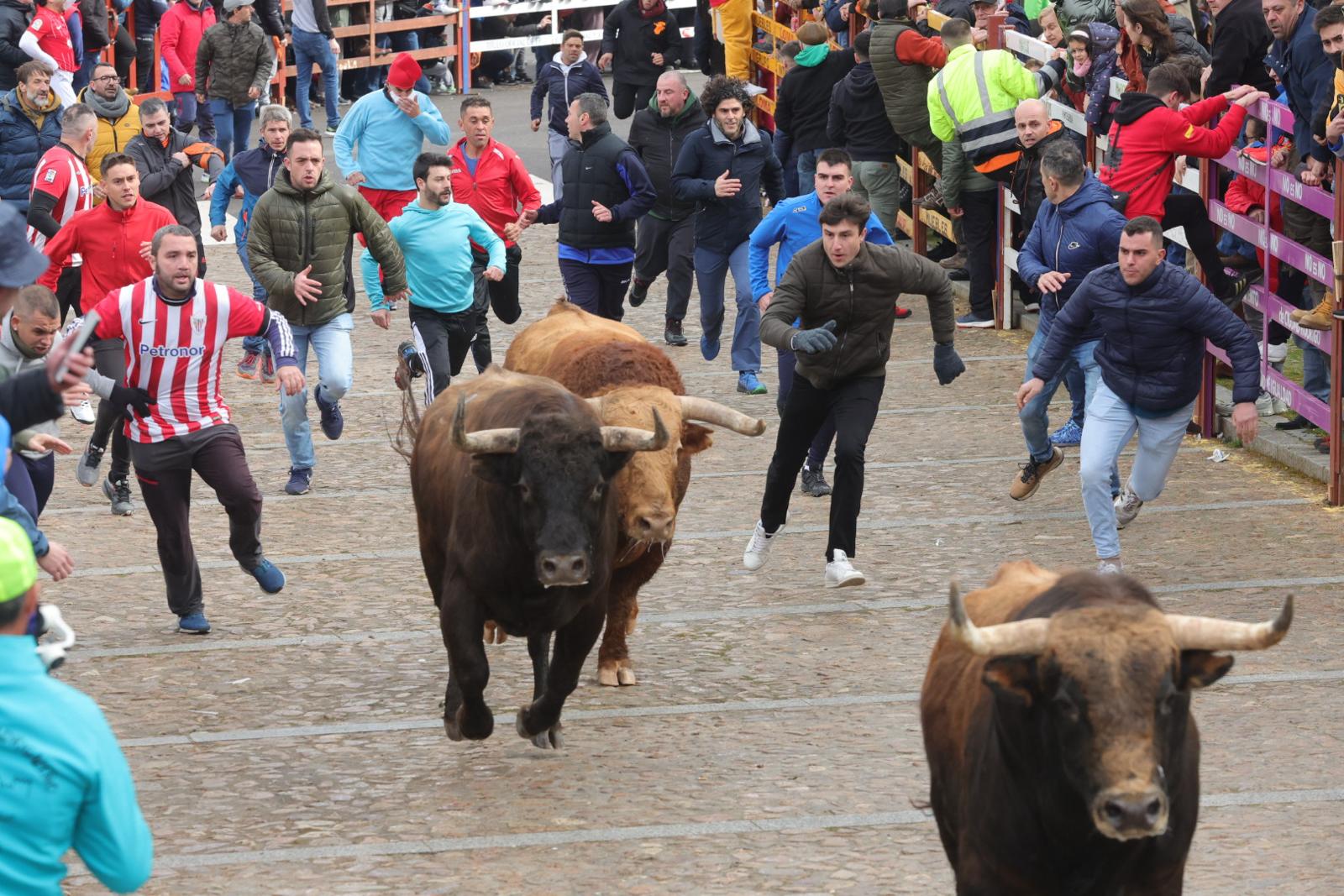 El multitudinario encierro del sábado en Ciudad Rodrigo, en imágenes