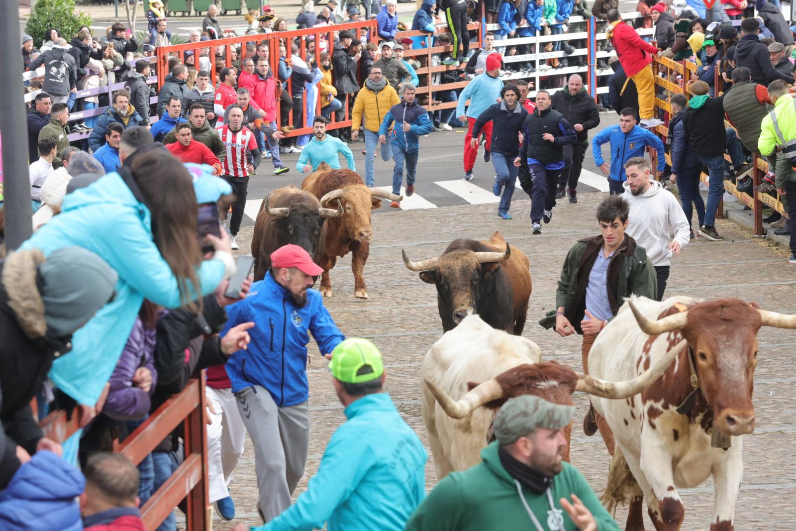 El multitudinario encierro del sábado en Ciudad Rodrigo, en imágenes