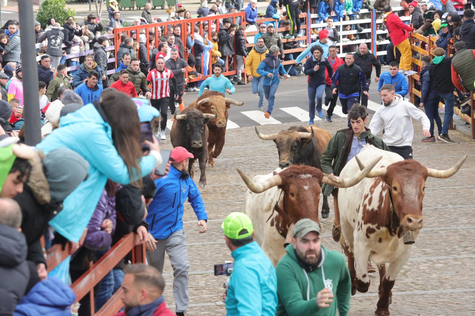 El multitudinario encierro del sábado en Ciudad Rodrigo, en imágenes