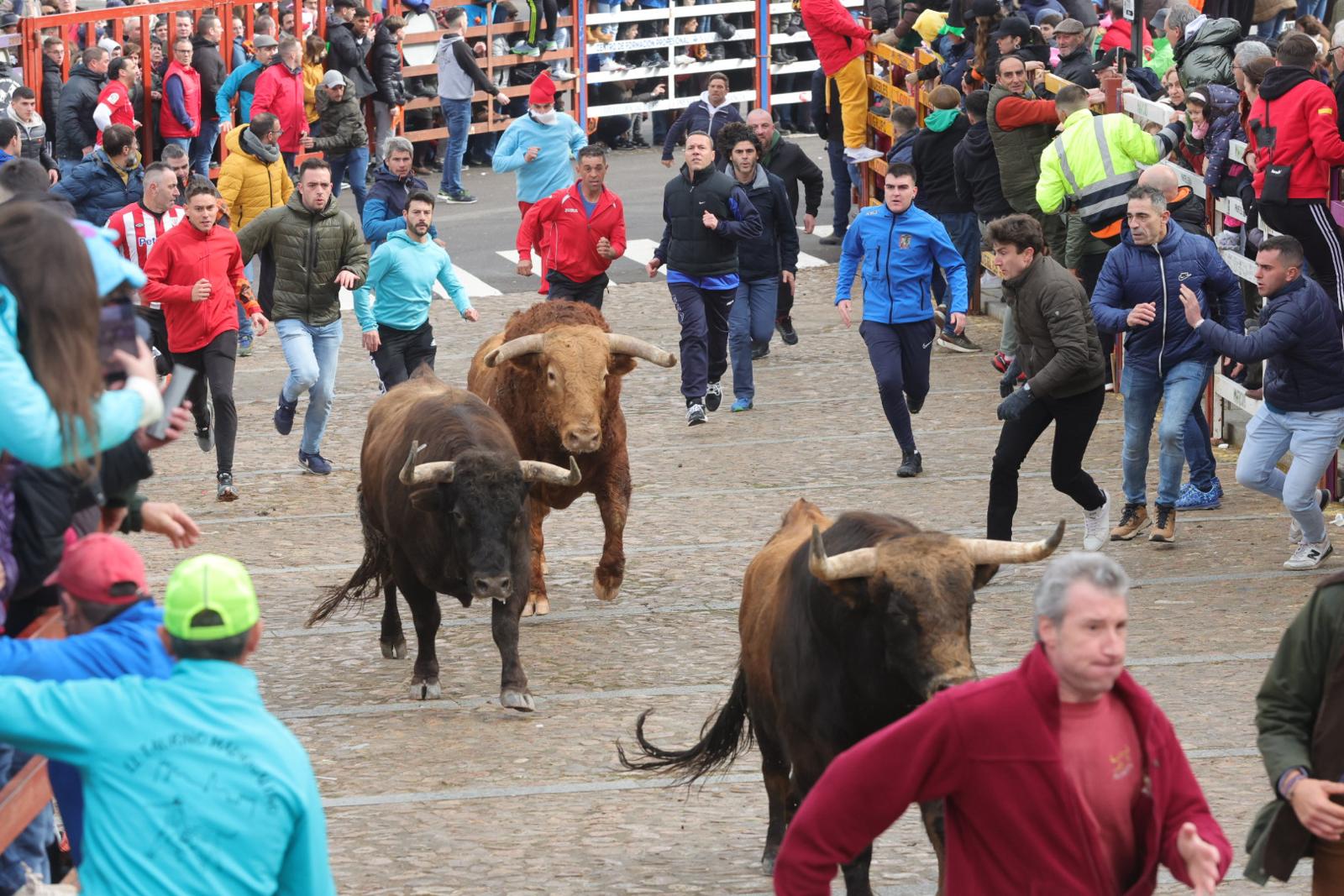 El multitudinario encierro del sábado en Ciudad Rodrigo, en imágenes