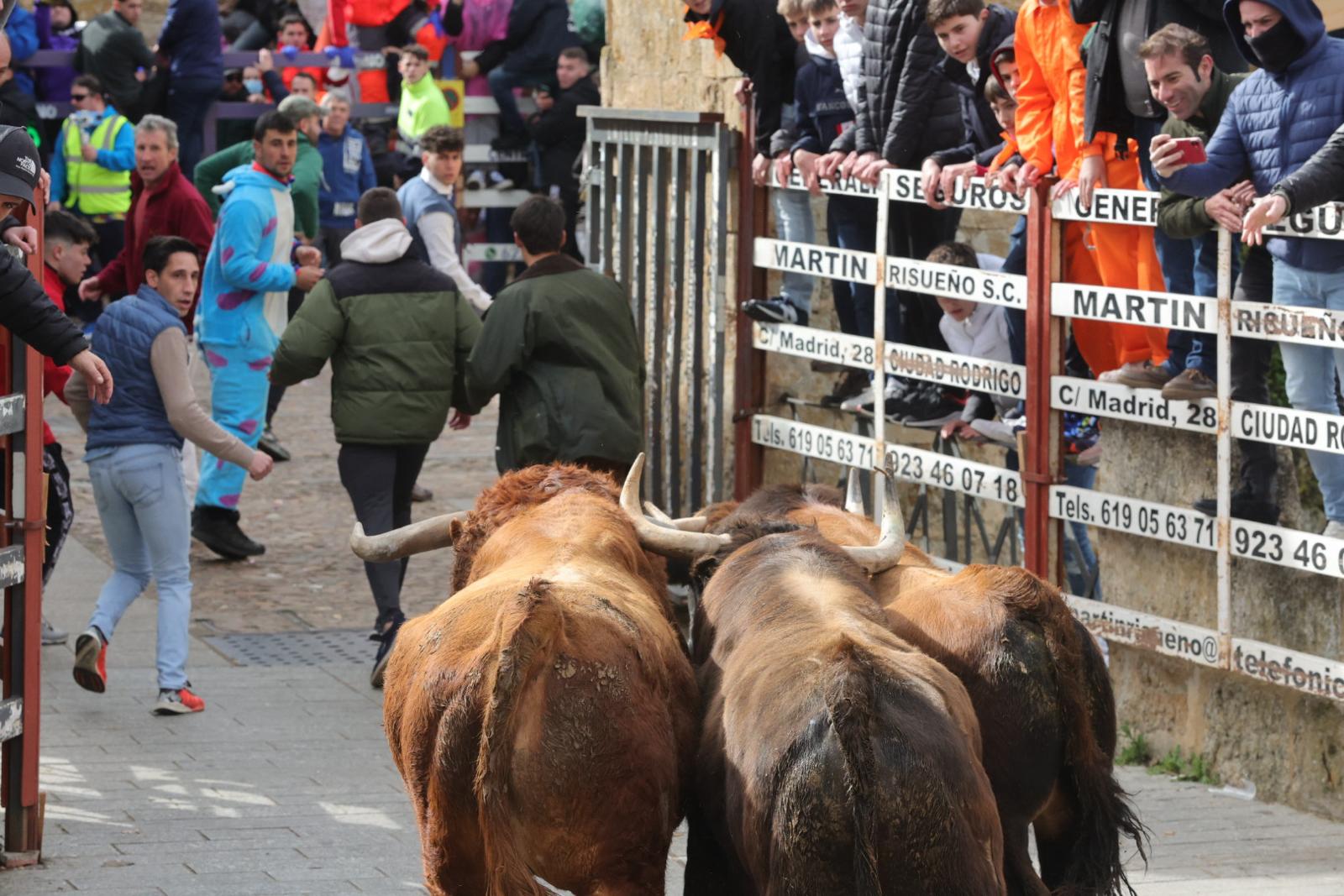 El multitudinario encierro del sábado en Ciudad Rodrigo, en imágenes