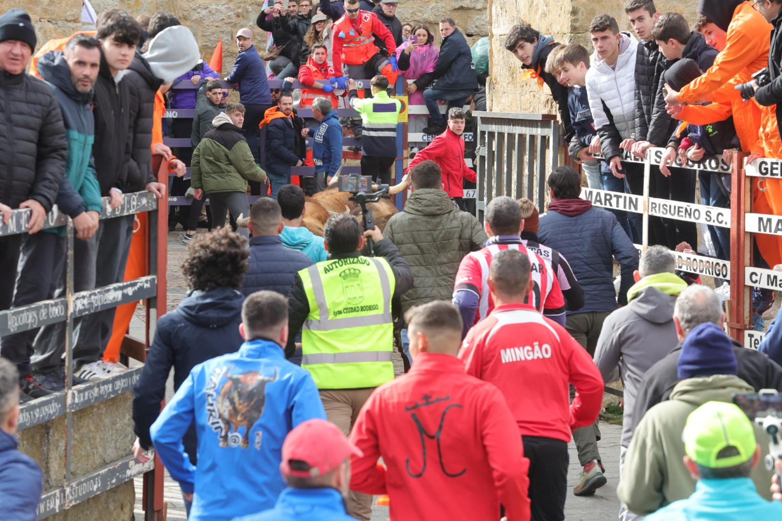 El multitudinario encierro del sábado en Ciudad Rodrigo, en imágenes
