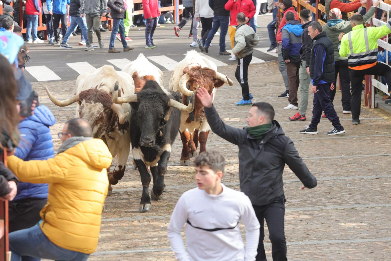 El multitudinario encierro del sábado en Ciudad Rodrigo, en imágenes