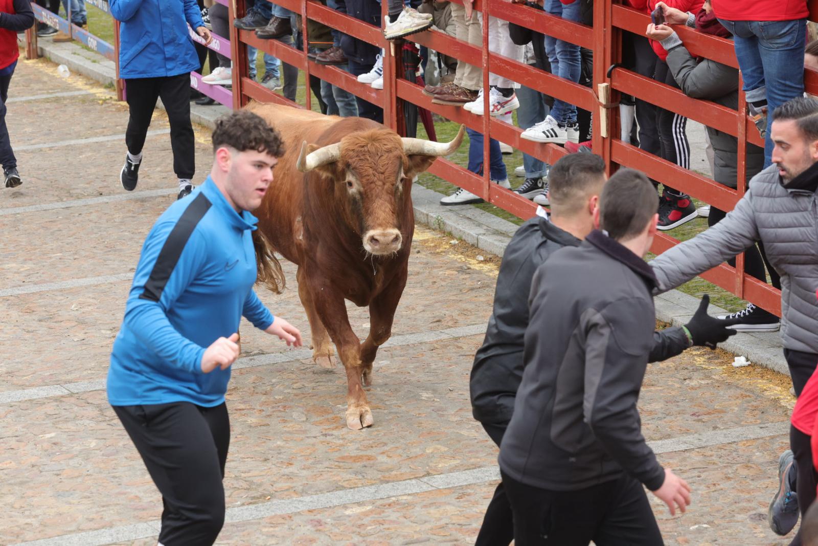 El multitudinario encierro del sábado en Ciudad Rodrigo, en imágenes