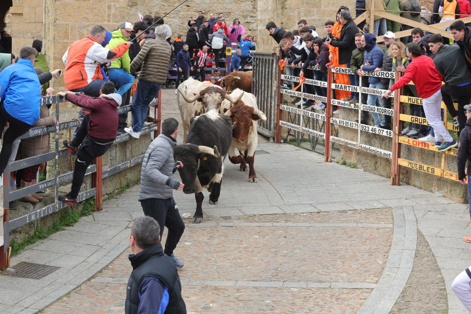 El multitudinario encierro del sábado en Ciudad Rodrigo, en imágenes