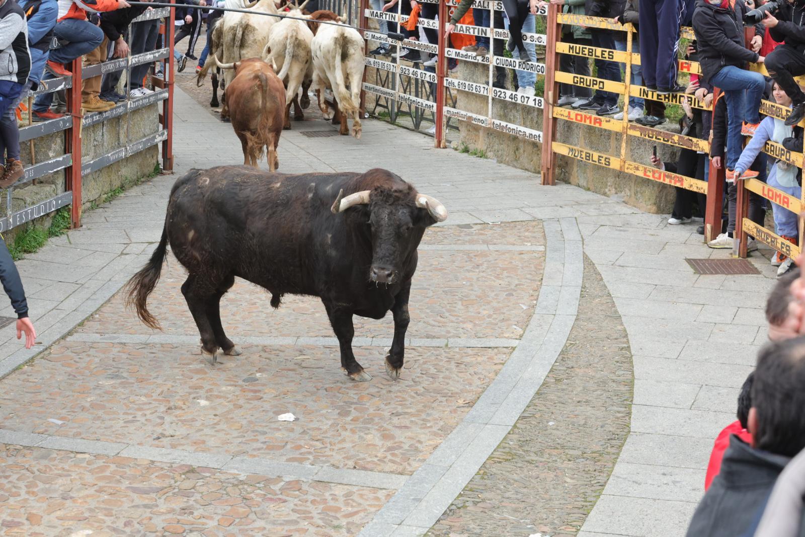 El multitudinario encierro del sábado en Ciudad Rodrigo, en imágenes