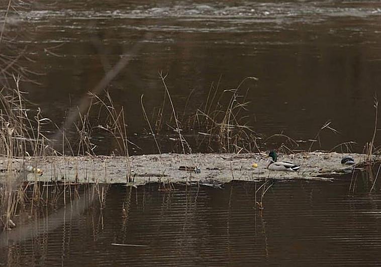 Un pato en medio de un montón deresiduos en el río.