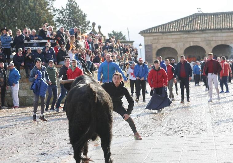 Un joven tienta a un toro durante el encierro de esta mañana.