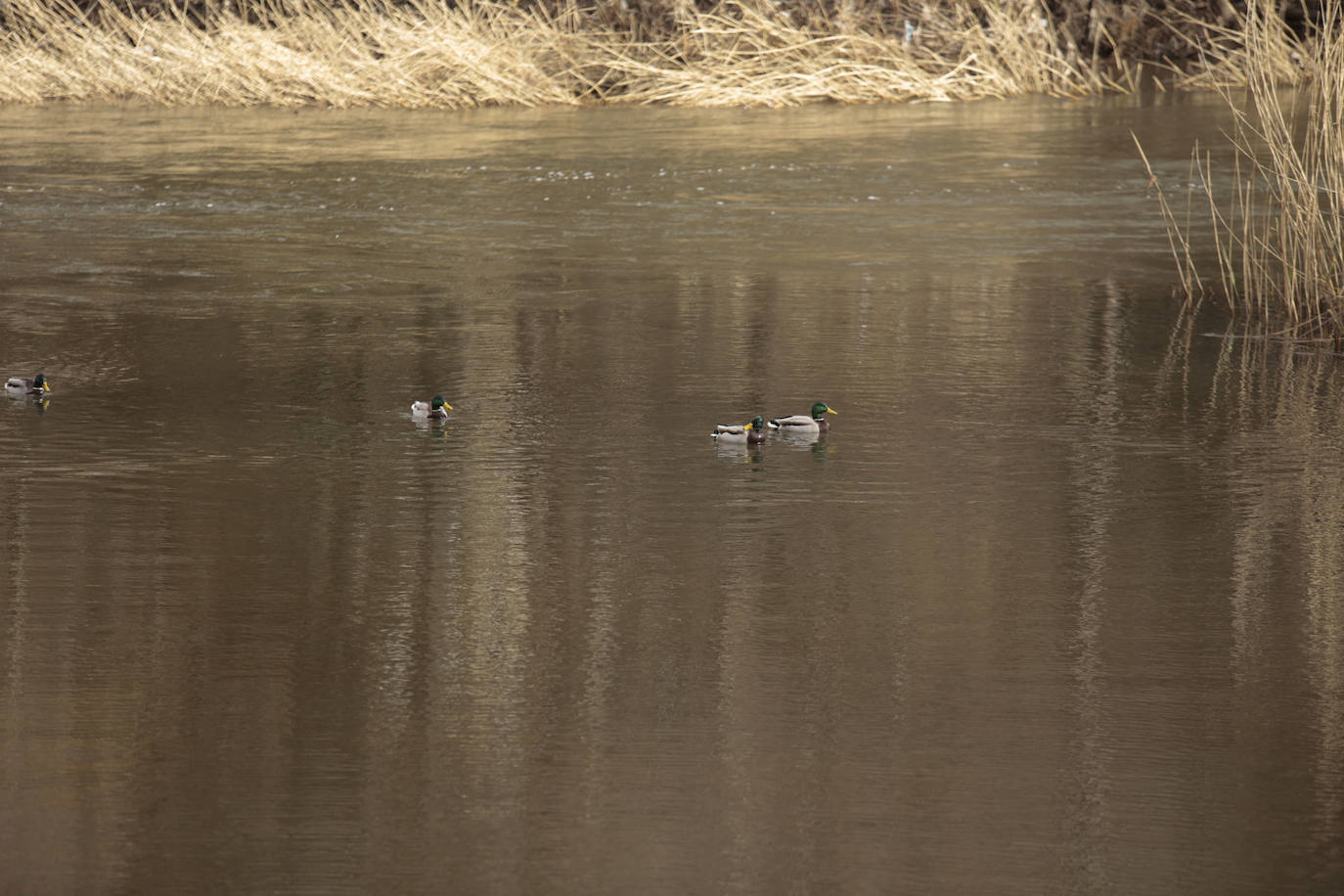 La crecida del río llena de &#039;basuraleza&#039; la ribera del Tormes