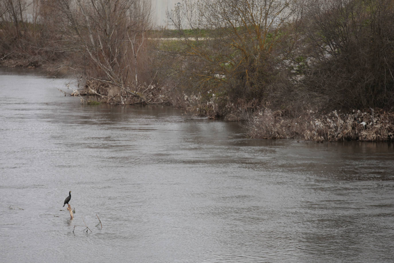 La crecida del río llena de &#039;basuraleza&#039; la ribera del Tormes
