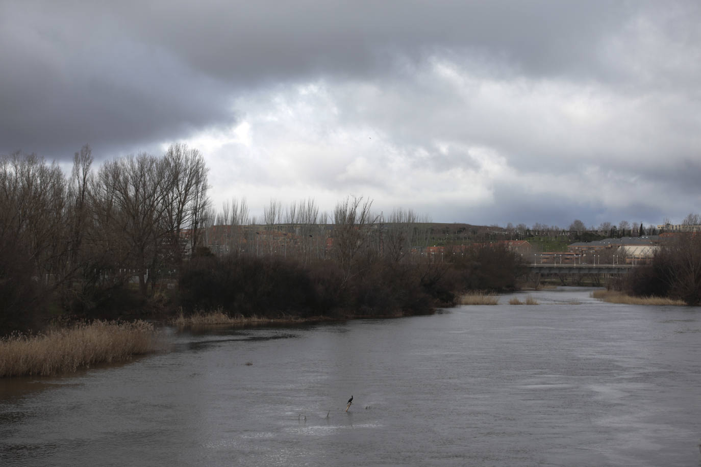 La crecida del río llena de &#039;basuraleza&#039; la ribera del Tormes
