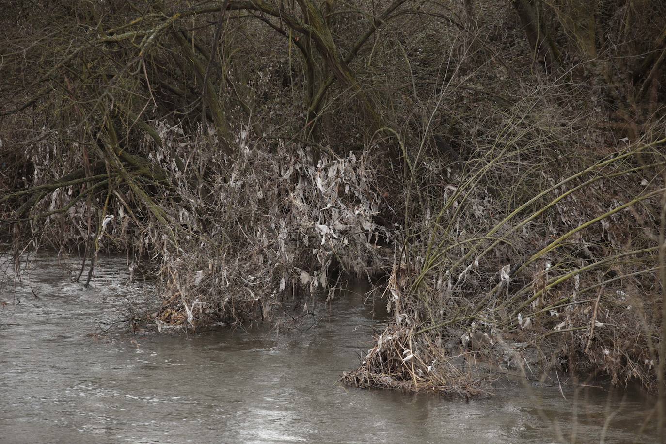 La crecida del río llena de &#039;basuraleza&#039; la ribera del Tormes