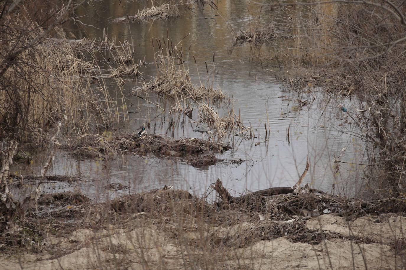 La crecida del río llena de &#039;basuraleza&#039; la ribera del Tormes